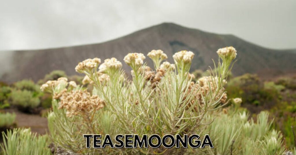 teasemoonga